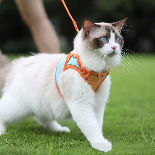 Escape Proof Cat Harness & Leash on a cat walking in grass, showcasing safety and high visibility. - Whiskerwise