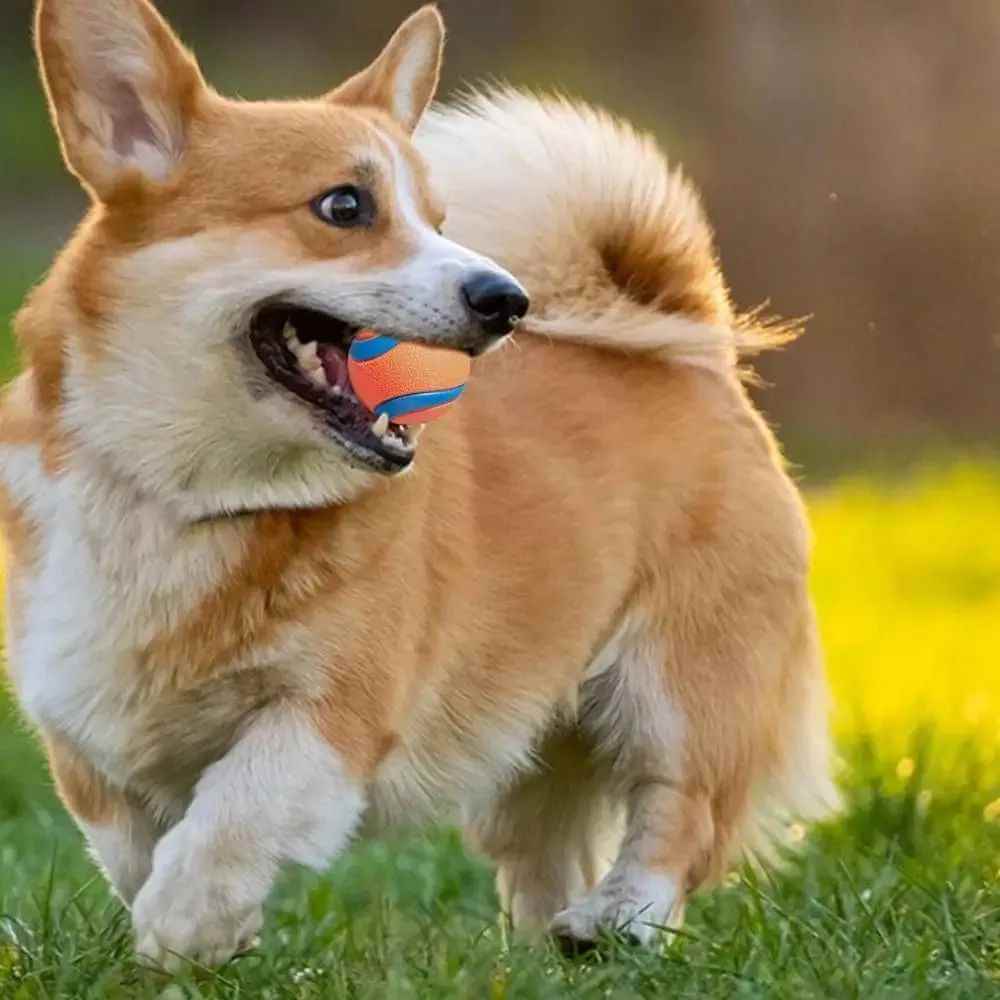 High bounce dog fetch ball ETPU rubber outdoor toy for small and large dogs